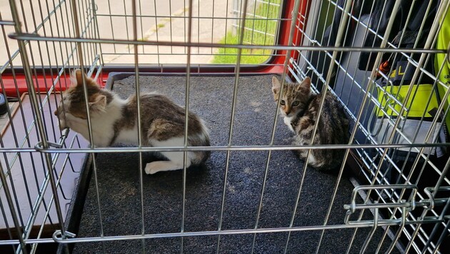 Die geretteten Kätzchen wurden dem Tierheim übergeben. (Bild: Hauptfeuerwache Villach)
