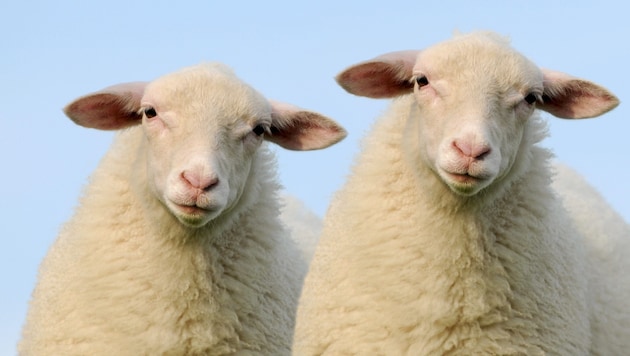 The sheep: ideal as a sleeping aid, says Stefan Vögel - and he's not the only one: millions of these woolly four-legged friends are imagined night after night. (Bild: stock.adobe.com)