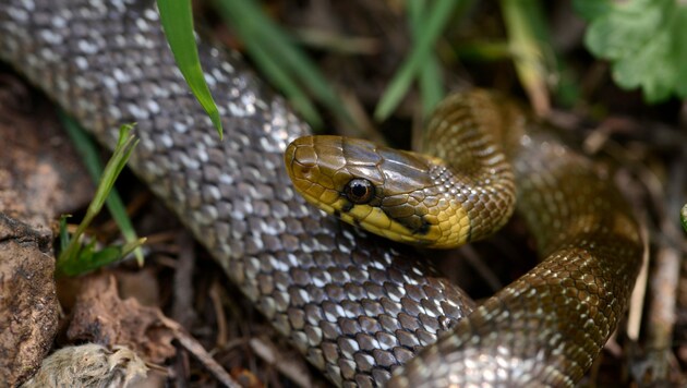 Äskulapnattern sind ungiftig, ihre Bisse aber schmerzhaft. (Bild: stock.adobe.com)