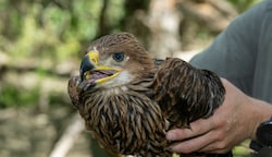 Flieg kleiner Adler und pass auf dich auf! (Bild: Franz Josef Kovacs)