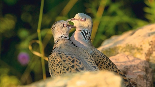 Tauben sitzen während der Balz gern nahe mit ihrem Partner zusammen und schnäbeln miteinander. (Bild: Ralf Thierfelder - fotoversteck.de)