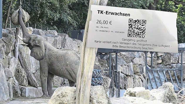 Um die Elefanten im Tiergarten Schönbrunn bestaunen zu können, müssen Besucher sehr tief in die Tasche greifen. (Bild: Patrick Huber zVg Krone KREATIV)