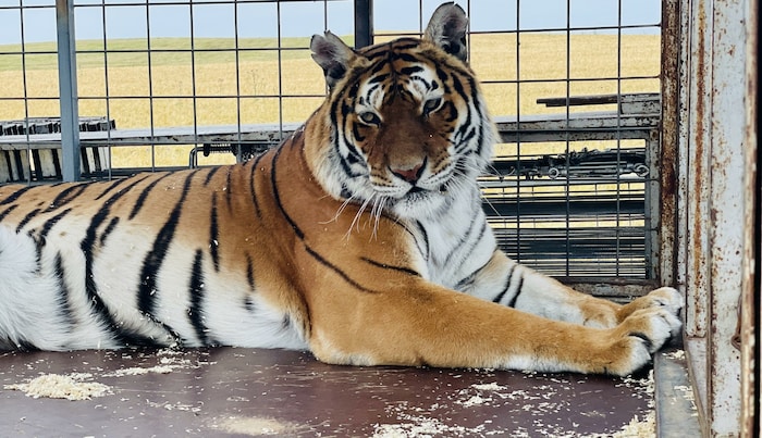 Derzeit sind die Tiere noch in Rumänien untergebracht