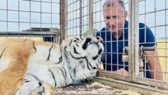 Menschen sind die fünf Tiger von klein auf gewohnt (Bild: Gut Aiderbichl)