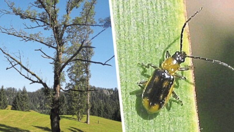 Der Maiswurzelbohrer (ganz rechts) gehört jetzt schon zu den absoluten Top-Schädlingen. (Bild: Ess, Krone KREATIV)