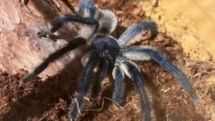 34 Vogelspinnen (Symbolbild) fanden Ermittler in Braunau (Bild: Tierhilfe Klosterneuburg)