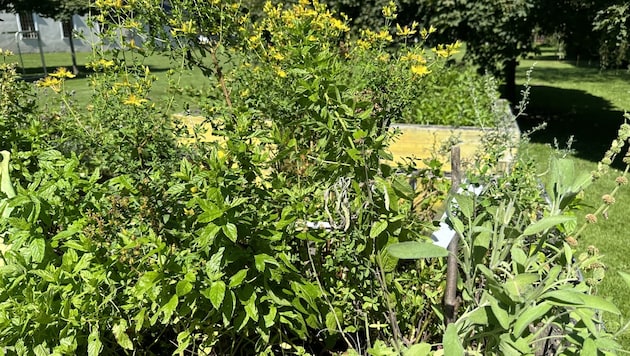 In einem Kräutergarten (Symbolbild) im Pielachtal ließen Rowdys ihrer Zerstörungswut freien Lauf.  (Bild: Jennifer Kapellari)