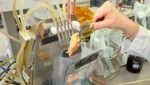 Einmal zum Mitnehmen, bitte: Die Beamten schickten Fleischproben in die Labore. (Bild: Christian Jauschowetz)