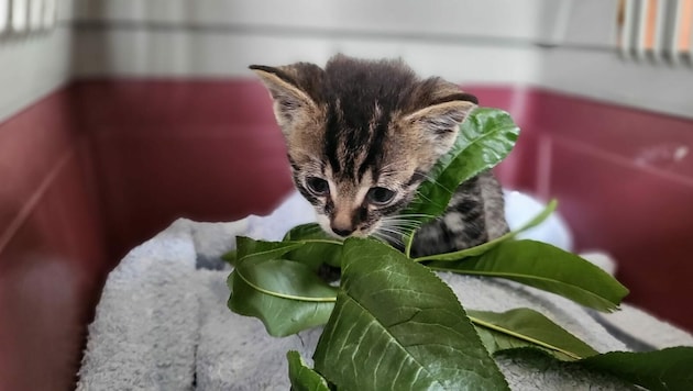 Eines der beiden Katzenbabies (Bild: Pfotenhilfe)