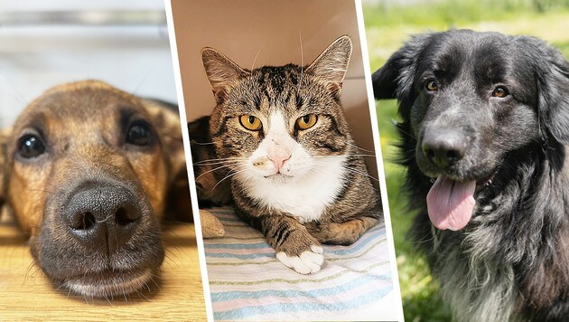 Diese Tiere suchen ein gutes Zuhause. (Bild: Tierheim Linz (2), Pfotenhilfe Lochen (1), Krone KREATIV)