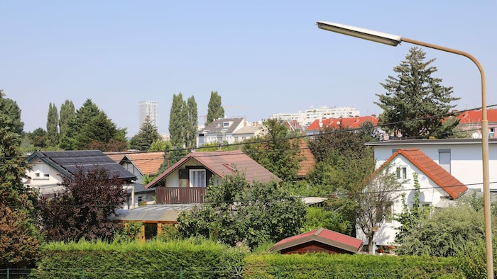 In den Siedlungen zwischen Donaustadtstraße und Industriestraße sind viele Katzen unterwegs - ...