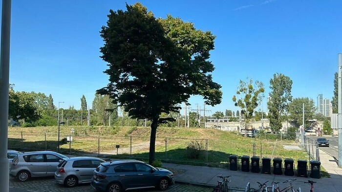 Die Bäume sind schon großteils gefällt. Dieses Areal wird zubetoniert.