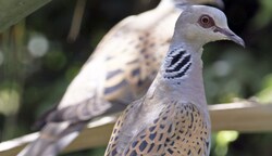 Pestizideinsatz und übermäßige Grünflächenpflege rauben Turteltauben Lebensräume und Nahrungsangebot. (Bild: Photographer:YUVAL ROSENBERG)