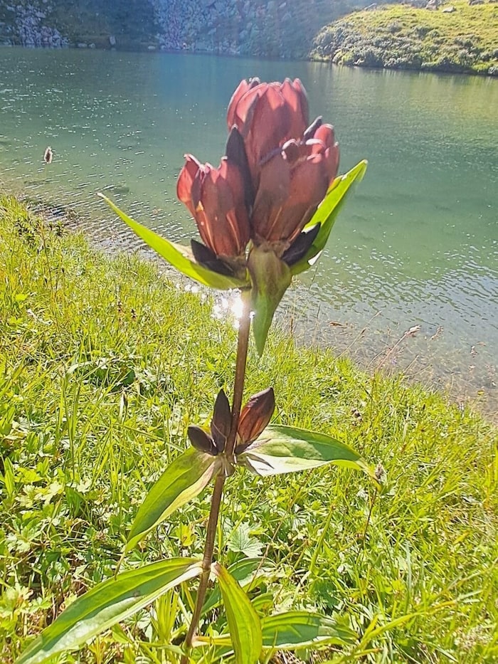 Purpur Enzian