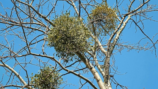 Misteln wachsen in runden Gebilden rund um die Äste der Wirtsbäume. Werden sie nicht entfernt, können bis zu 70 Jahre alt werden. (Bild: semevent - stock.adobe.com)