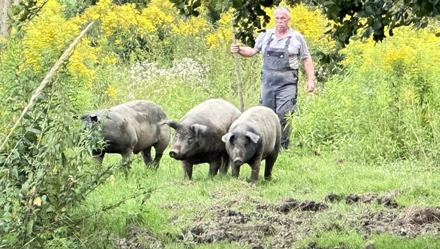 Mehr als zwei Stunden dauerte es, bis die drei friedfertigen Schweine wieder zum Gehege gebracht werden konnten. (Bild: Schulter Christian)