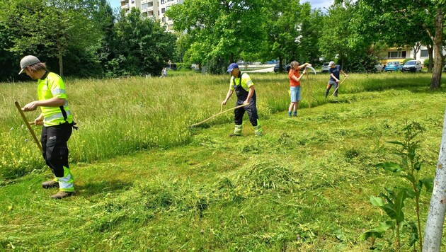 Hier in Villach bilden sich die Stadtgärtner im Sensenmähen weiter. In Linz soll künftig Interessierten bei Sensenmäh-Treffs die Rasenmäher-Alternative näher gebracht werden. (Bild: Kurz Gernot)