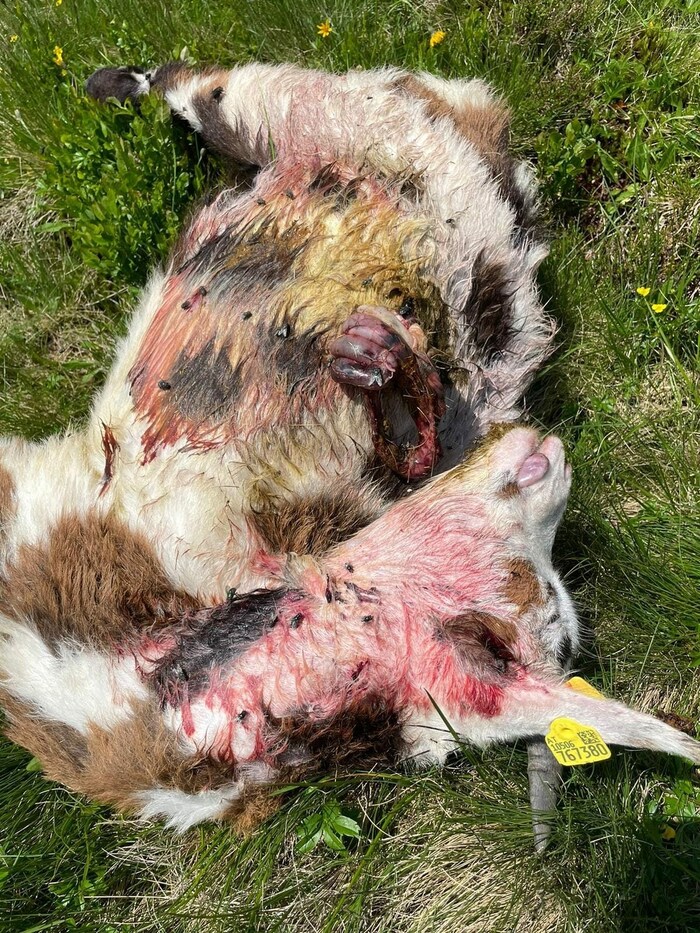 Auf der Alpe Gafluna wurde eine Ziege gerissen.