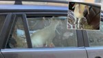 So ließ ein Mann (49) das Lamm im Auto zurück. (Bild: Polizei Salzburg)