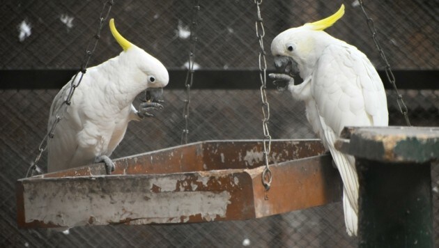 Auch zwei Goldhaubenkakadus fanden im Vogelpark eine Zuflucht (Symbolfoto). (Bild: stock.adobe.com) Auch zwei Goldhaubenkakadus fanden im Vogelpark eine Zuflucht (Symbolfoto). (Bild: stock.adobe.com)