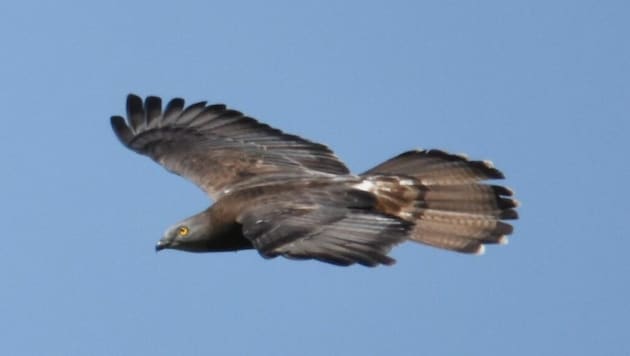 A buzzard was shot at by an unknown person in Upper Carinthia (symbolic image). Birds of prey are protected all year round and may therefore never be killed. (Bild: Philipp Rauscher/Birdlife)