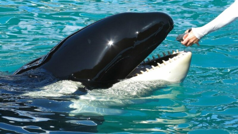 „Lolita“ lebte 53 Jahre lang in einem Mini-Becken, davon 33 Jahre lang in vollkommener Isolation ohne Artgenossen. (Bild: REUTERS)