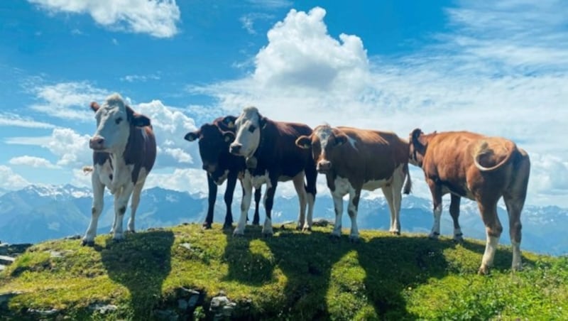 Tierische „Sommerfrische“ auf den Almen im Salzburger Land. (Bild: Zwickl)