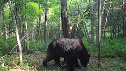 Am Dienstag gaben die Behörden bekannt, dass bereits Ende Juli auf der Insel Hokkaido ein Bär erlegt wurde. (Bild: AFP)