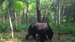 Am Dienstag gaben die Behörden bekannt, dass bereits Ende Juli auf der Insel Hokkaido ein Bär erlegt wurde. (Bild: AFP)