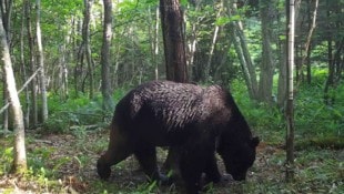 In Japan wurde eine 73-Jährige vor ihrem Pflegeheim von einem Bären angegriffen (Symbolbild).