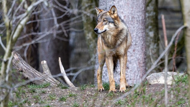 Der Wolf vom Krippenstein ließ sich fotografieren, aber auf der steirischen Seite des Abschuss-Areals. (Symbolbild) (Bild: Johann Groder)