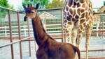 Ist das die erste fleckenlose Giraffe der Welt? (Bild: AP)