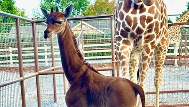 Ist das die erste fleckenlose Giraffe der Welt? (Bild: AP)
