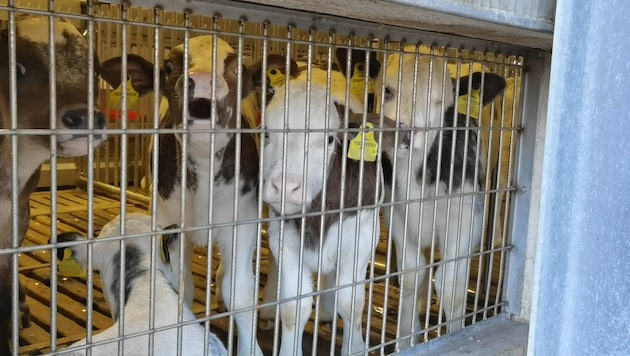 Die Kälber saugten bereits vor lauter Durst verzweifelt an den Gitterstäben. (Symbolbild) (Bild: VGT.at / VEREIN GEGEN TIERFABRIKEN)