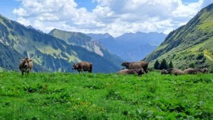 Kühe können sich auf den Alpen bei Rotwild mit TBC anstecken.  (Bild: Bergauer )