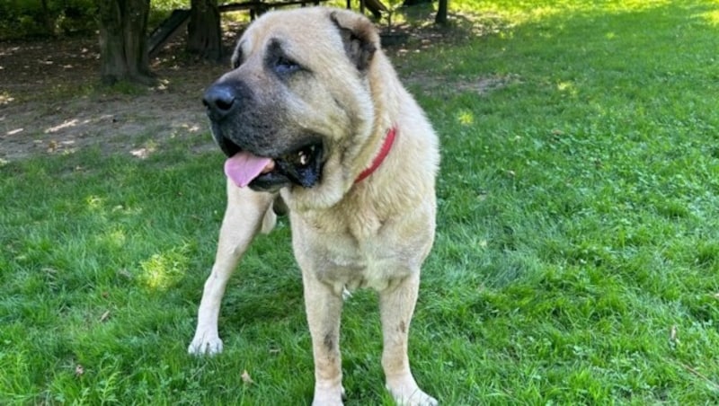 Kangal Django (Bild: Tierschutzheim Vorarlberg)