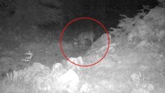 Der Wolf am Krippenstein hat heuer dafür gesorgt, dass viele Tiere früher von der Alm ins Tal getrieben wurden. (Bild: zVg, Krone KREATIV)