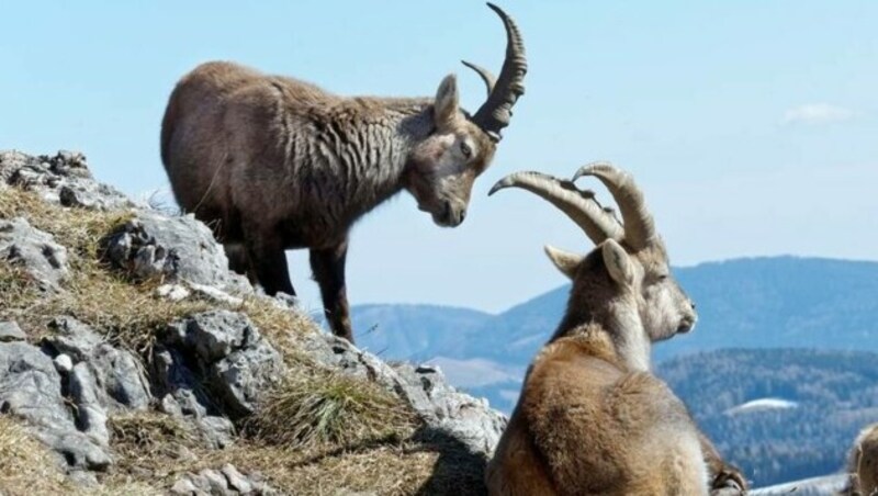 Der Hochlantsch im Grazer Bergland ist bekannt für seine Steinböcke. (Bild: Almenland)