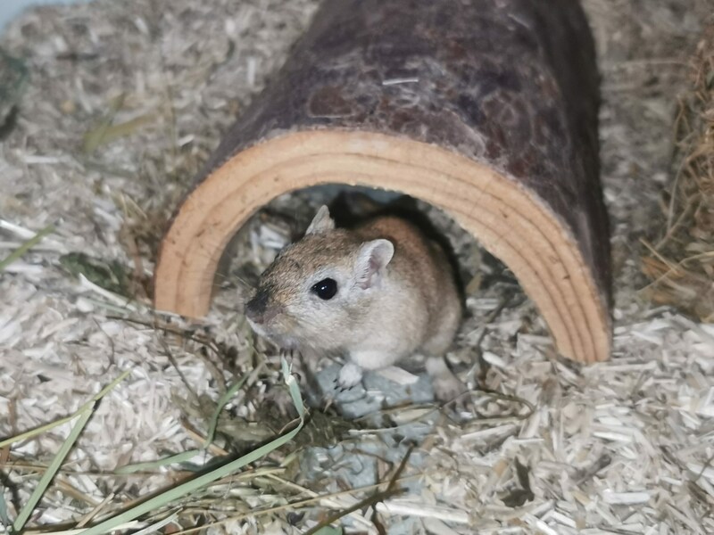 (Bild: Tierheim Linz)