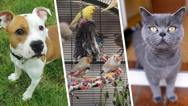 Wer nimmt eines dieser Tiere auf? (Bild: Tierheim Linz (2), Laura Berndl (1) Krone KREATIV,)