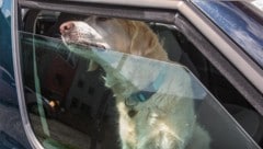 Hunde dürfen im Sommer nicht im Auto zurückgelassen werden, es könnte ihr Tod sein (Symbolfoto).
