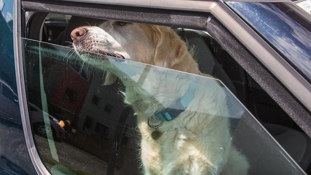 Immer wieder werden Hunde in Autos zurückgelassen (Symbolbild). In Tirol endete das für einen Vierbeiner zuletzt tödlich. (Bild: Christian Forcher (Symbolbild))