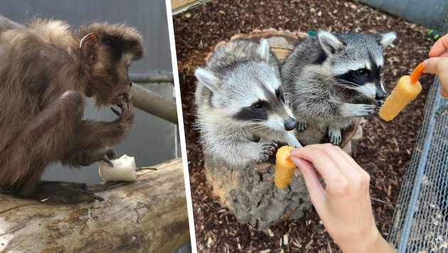 Die Tiere im Tierschutzhaus Vösendorf lassen sich das selbstgemachte Eis schmecken. (Bild: Tierschutz Austria, Krone KREATIV)