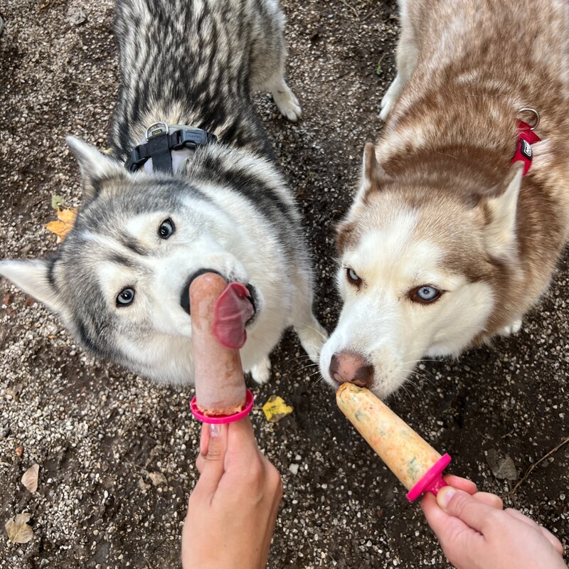 Das Husky-Duo Xena und Teddy durfte als Neuankömmling eines der vielen hausgemachten Hunde-Eisrezepte kosten. (Bild: Tierschutz Austria)