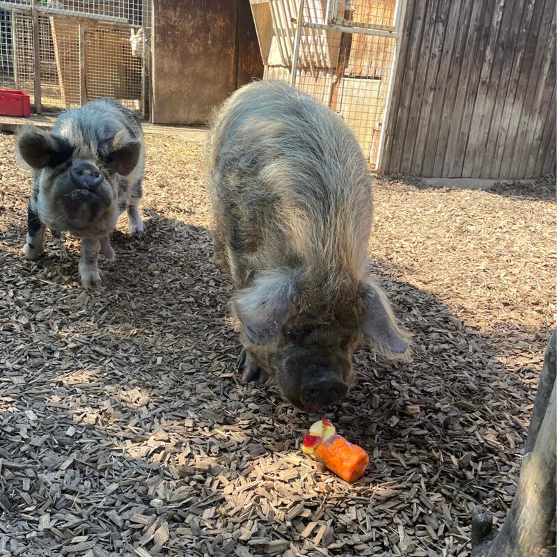 Kune-Kune Schweine Tekla und Kevin (Bild: Tierschutz Austria)