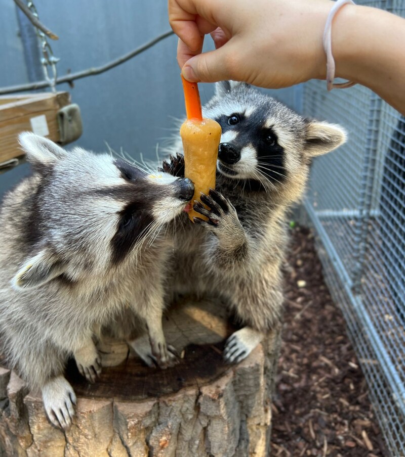 Waschbären Elsa und Niko (Bild: Tierschutz Austria)