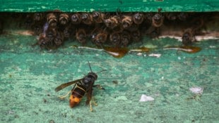 Die Asiatische Hornisse macht Jagd auf Honigbienen. (Bild: AFP)