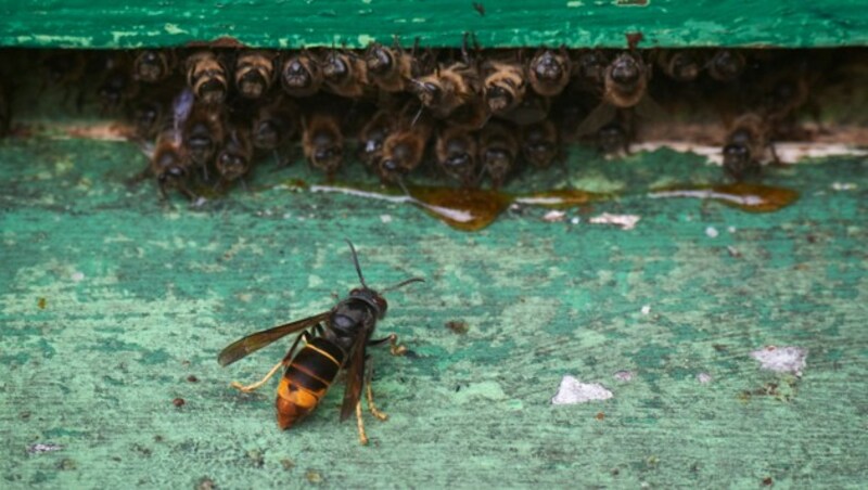 Die Asiatische Hornisse könnte unter den heimischen Bienenvölkern großen Schaden anrichten. (Bild: AFP)