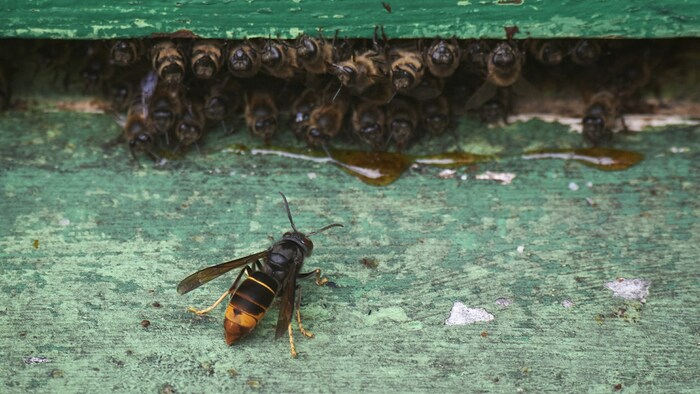 Die Asiatische Hornisse könnte unter den heimischen Bienenvölkern großen Schaden anrichten.