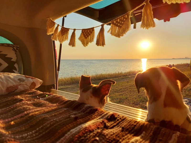 „Romanesco“ und „Rhabarber“ genossen den Sonnenuntergang mit Frauli und Herrli beim gemeinsam Urlaub in Schweden. Das stimmungsvolle Bild hat unsere Herzen erwärmt. Die Familie darf sich über einen Kururlaub in der Steiermark und über eine Überraschungsbox von Fressnapf freuen! (Bild: zVg.)